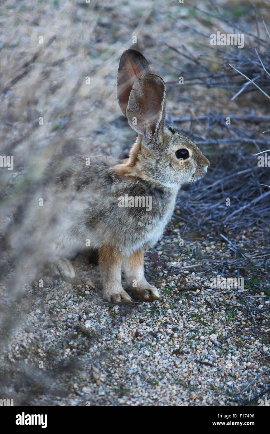 Cottontail Desert Rabbit Stock Photo Alamy