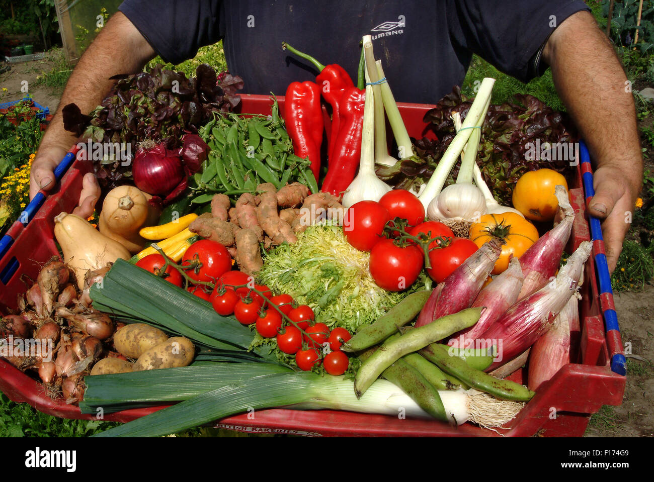 John Rowswell grows organic vegetables at his smallholding behind his house in Barrington, Somerset, UK Stock Photo