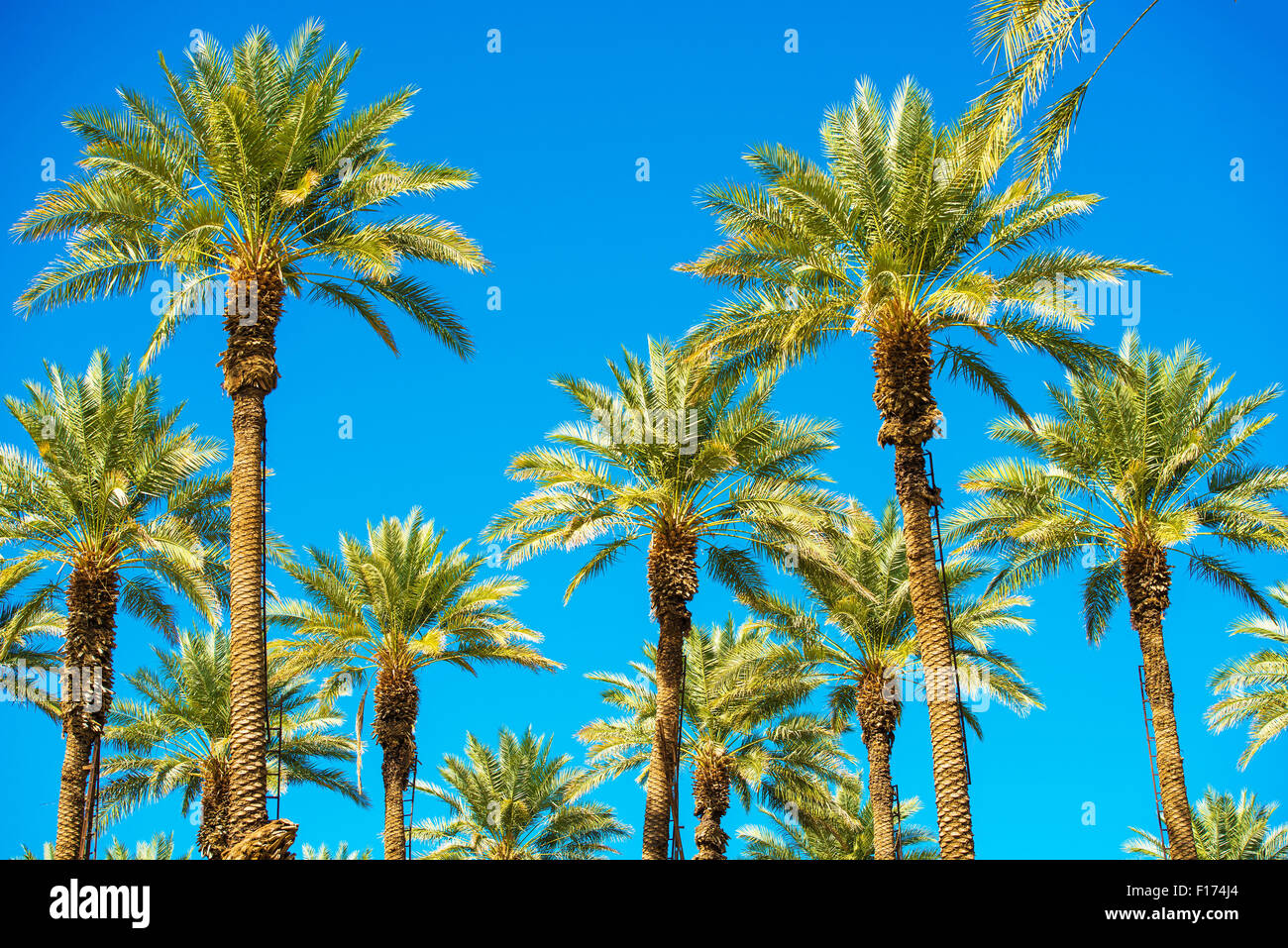 California Palms and the Blue Sky. Palms Plantation. Ladders on the Trees. Stock Photo