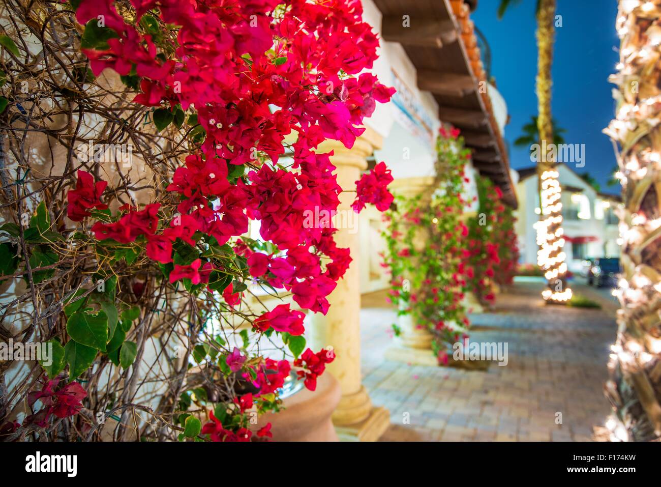 Flowering California. Beautiful Blooming Flowers in La Quinta. Winter