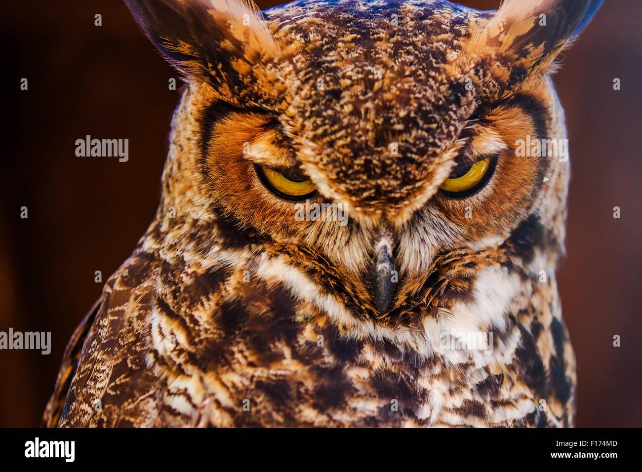 Great Horned Owl Also Known as the Tiger Owl Closeup Photo. (Bubo ...