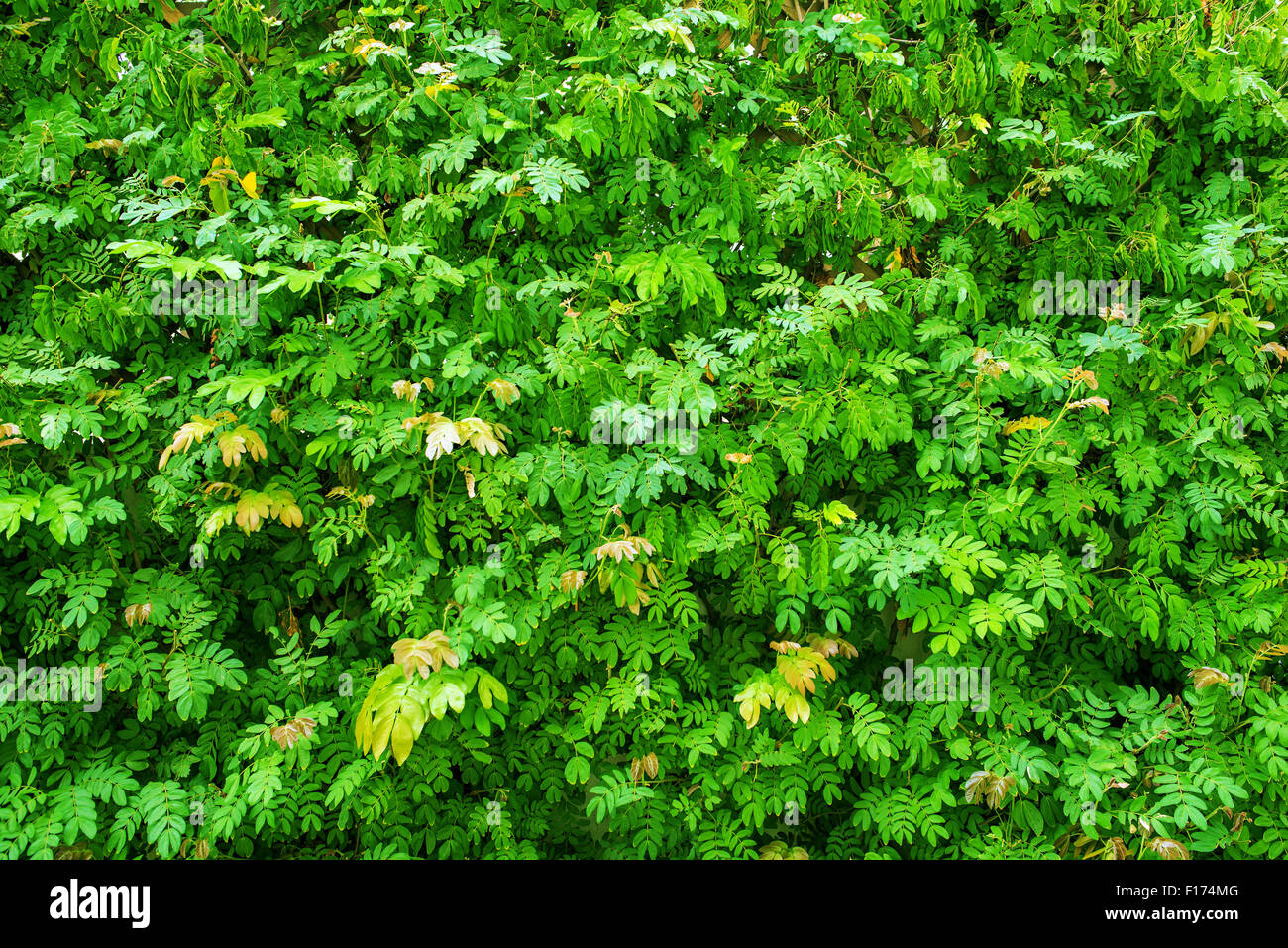 Green Plants Background. Nature Backdrop. Stock Photo