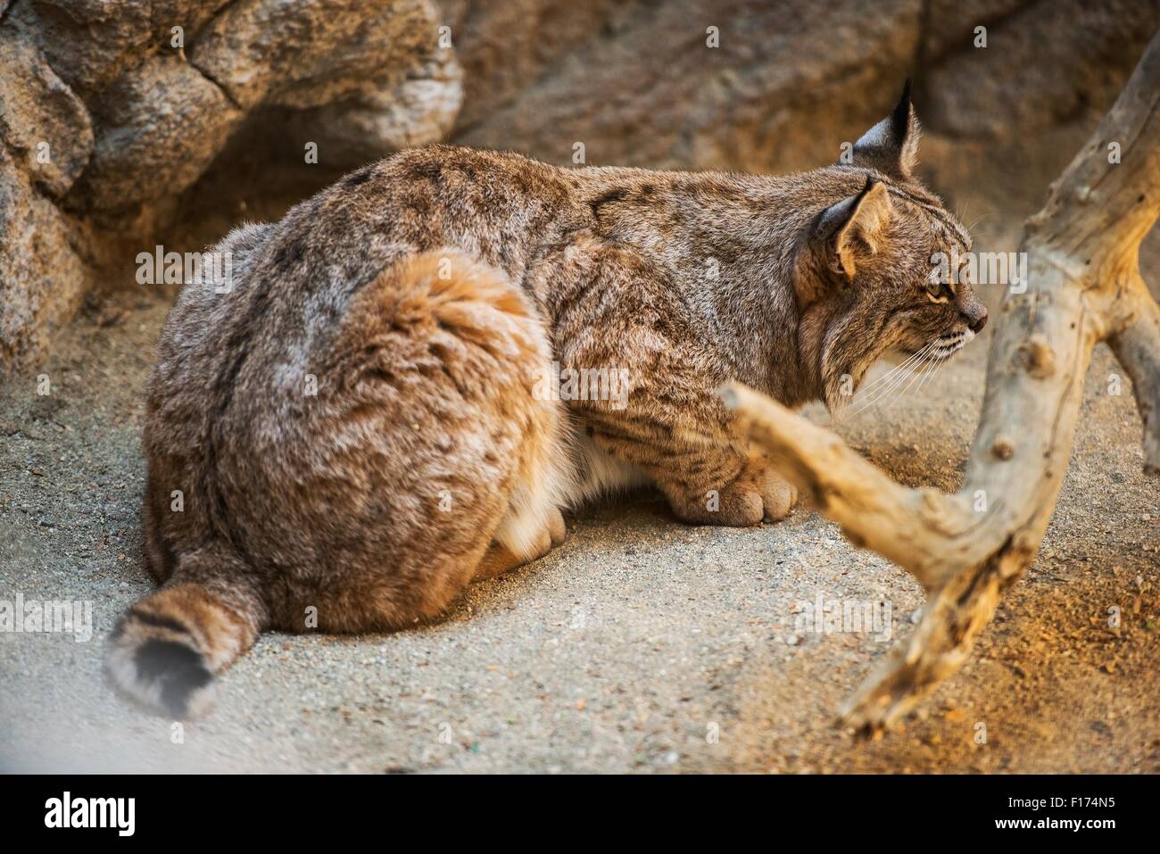 Cat hunting rabbit hires stock photography and images Alamy