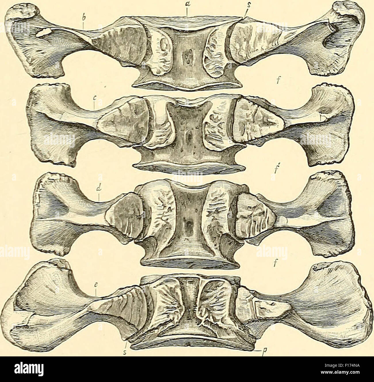 Dinosaur bones Stock Photo