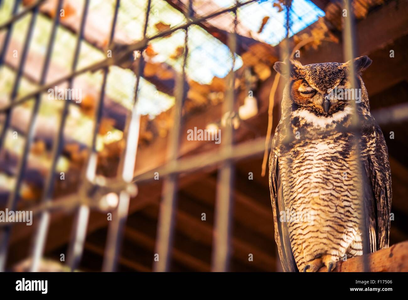 Poor Owl in Captivity. Great Horned Owl in Captivity. Bird in the Cage. Stock Photo