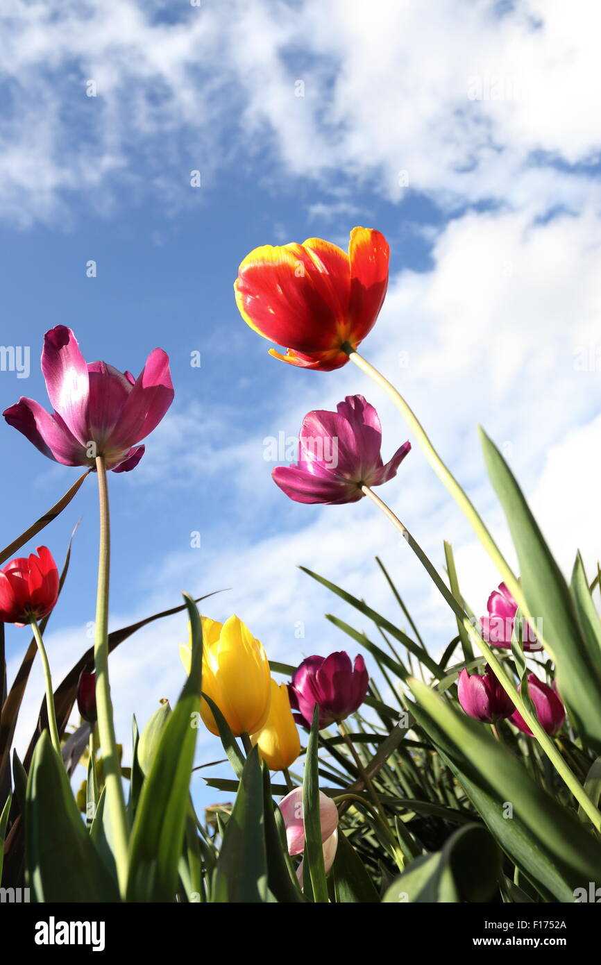 Colourful tulips against blue sky with clouds Stock Photo - Alamy