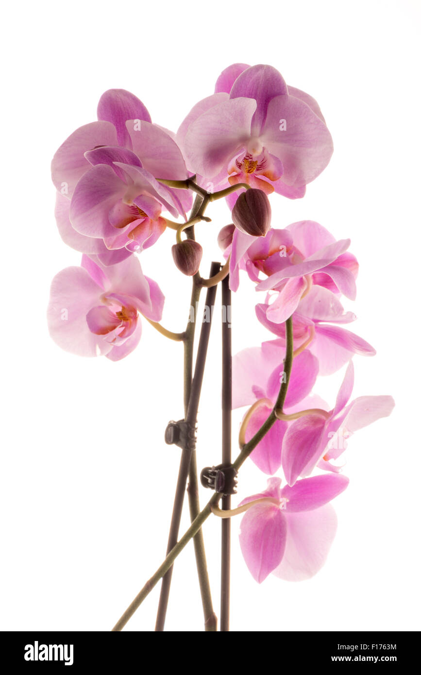 Closeup detail of pink orchid isolated on white background Stock Photo ...