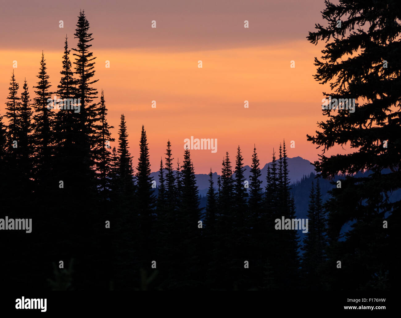 Forest and mountains are silhouetted against a golden sky lit by a ...