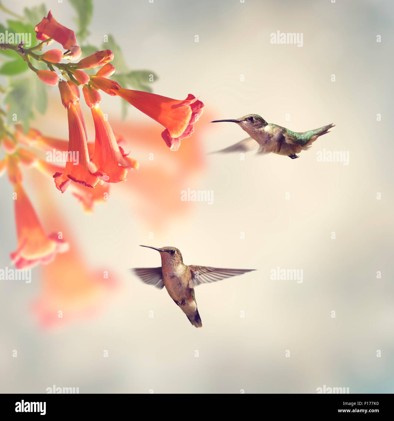 Ruby Throated Hummingbirds Hover Over Trumpet Vine Stock Photo