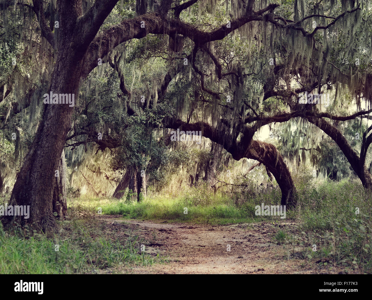 Spanish moss live oak tree florida hires stock photography and images