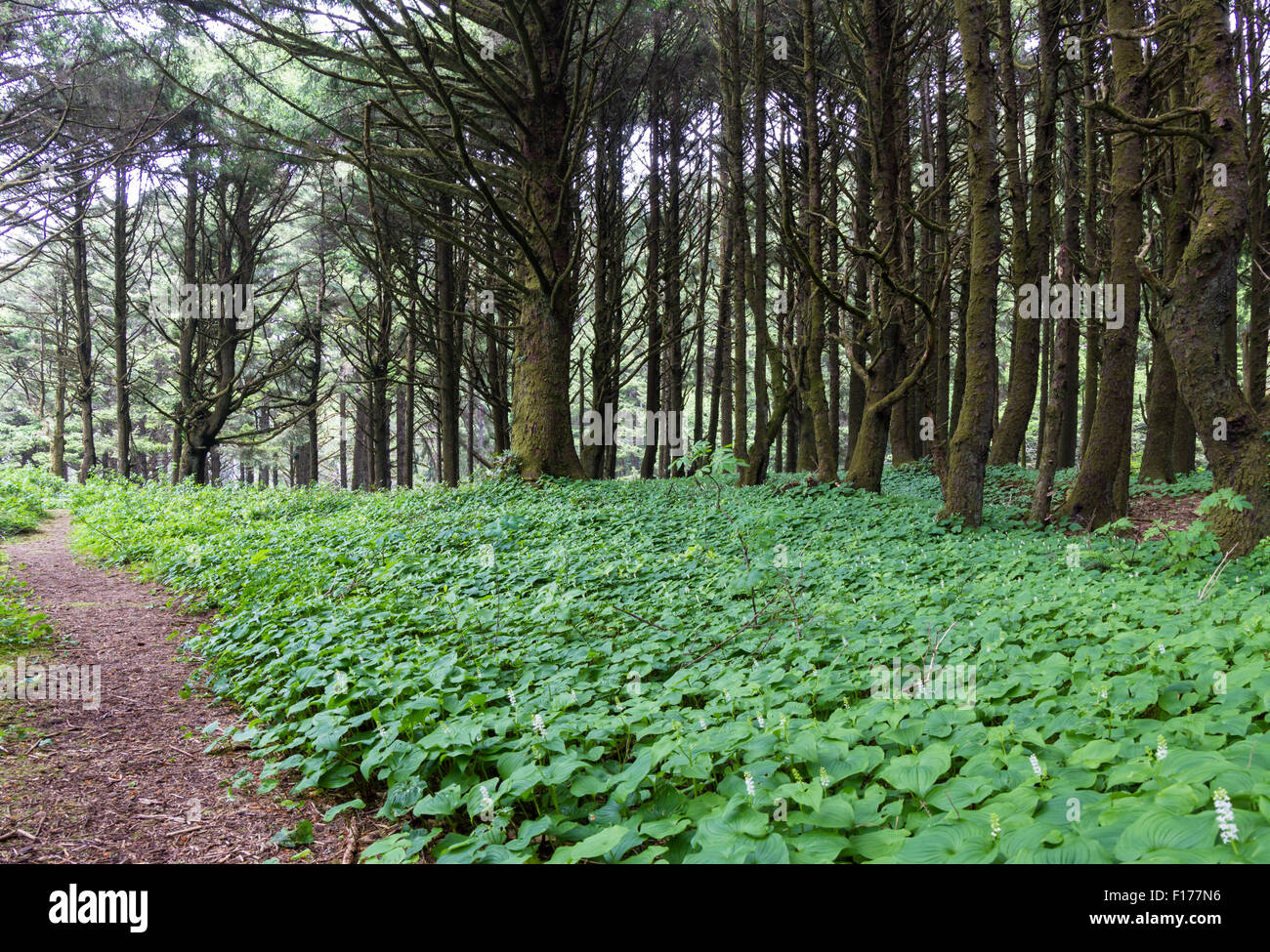Coastal forest ground cover hi-res stock photography and images - Alamy