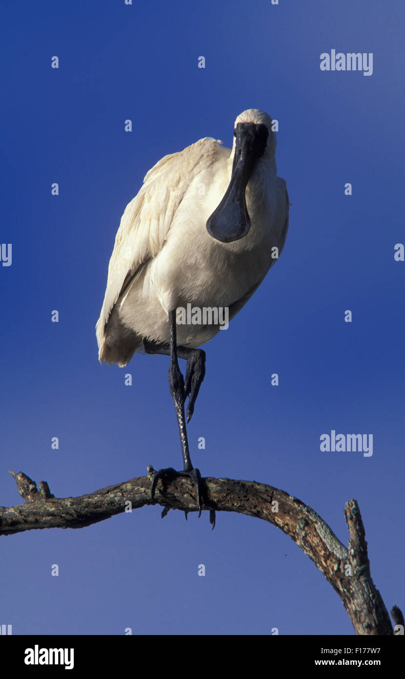 ROYAL SPOONBILL (PLATALEA REGIA) QUEENSLAND, AUSTRALIA Stock Photo Alamy
