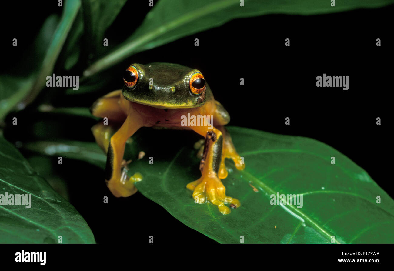 Australian Green tree frog (Litoria caerulea) Stock Photo