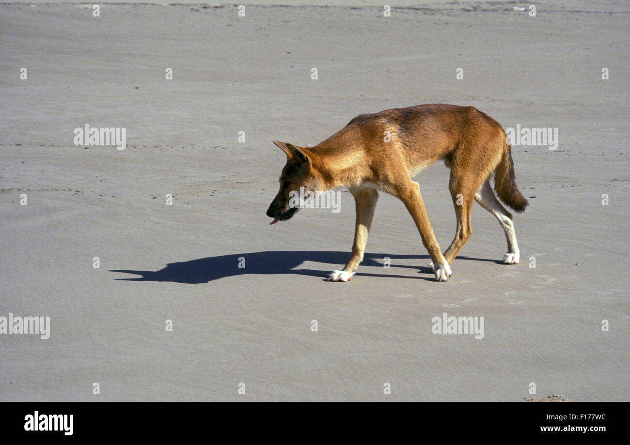 DINGO ON THE BEACH, FRASER ISLAND IN QUEENSLAND, AUSTRALIA. Stock Photo