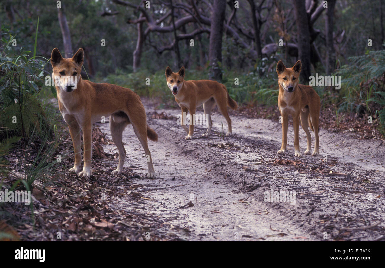 THREE YOUNG DINGOS ON FRASER ISLAND IN QUEENSLAND, AUSTRALIA. Stock Photo