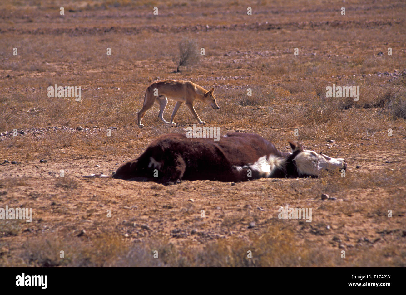 A DINGO PASSES  A DEAD COW ON THE BIRDSVILLE TRACK, SOUTH AUSTRALIA. Stock Photo