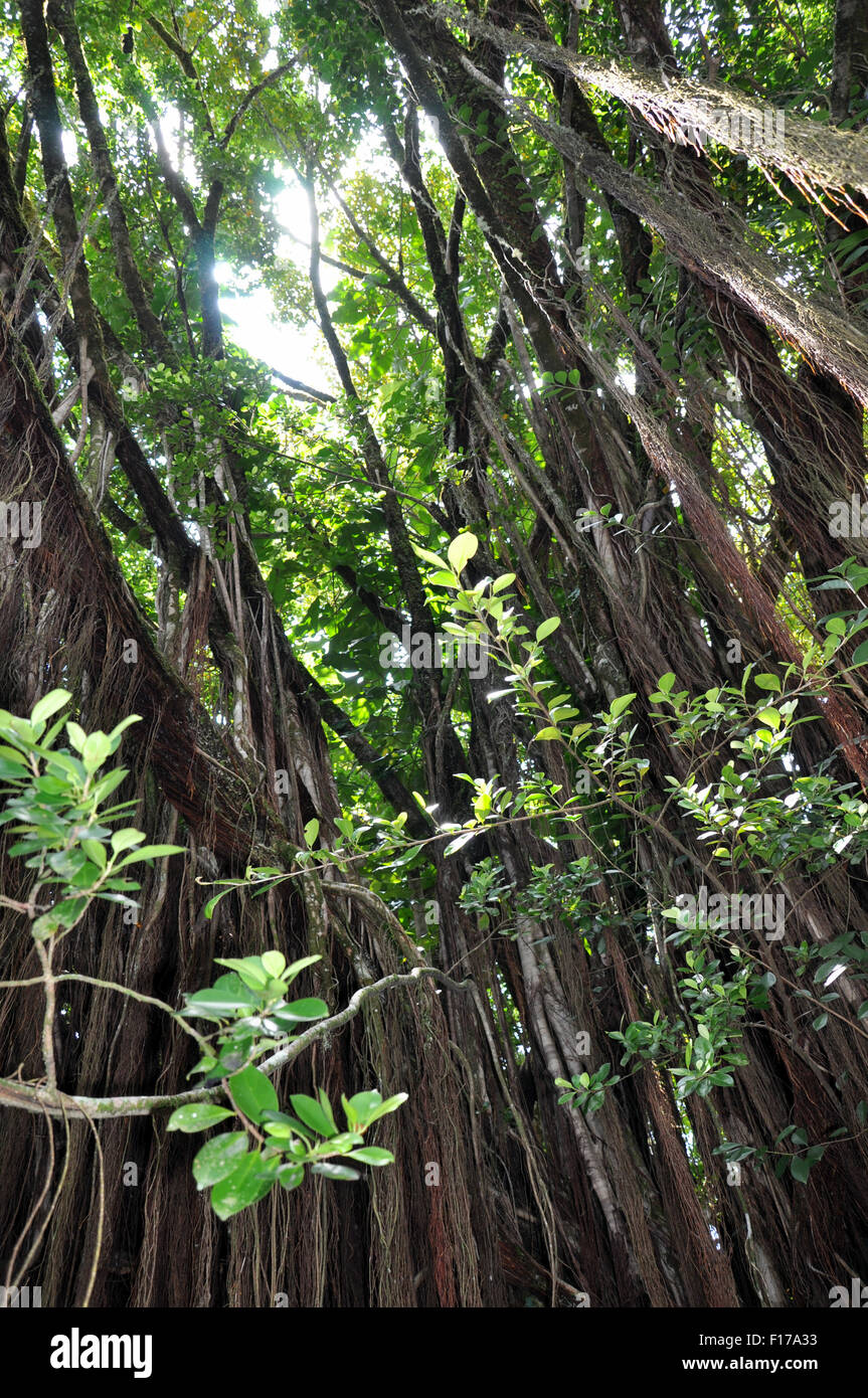 Sunlight breaking through a tropical forest Stock Photo