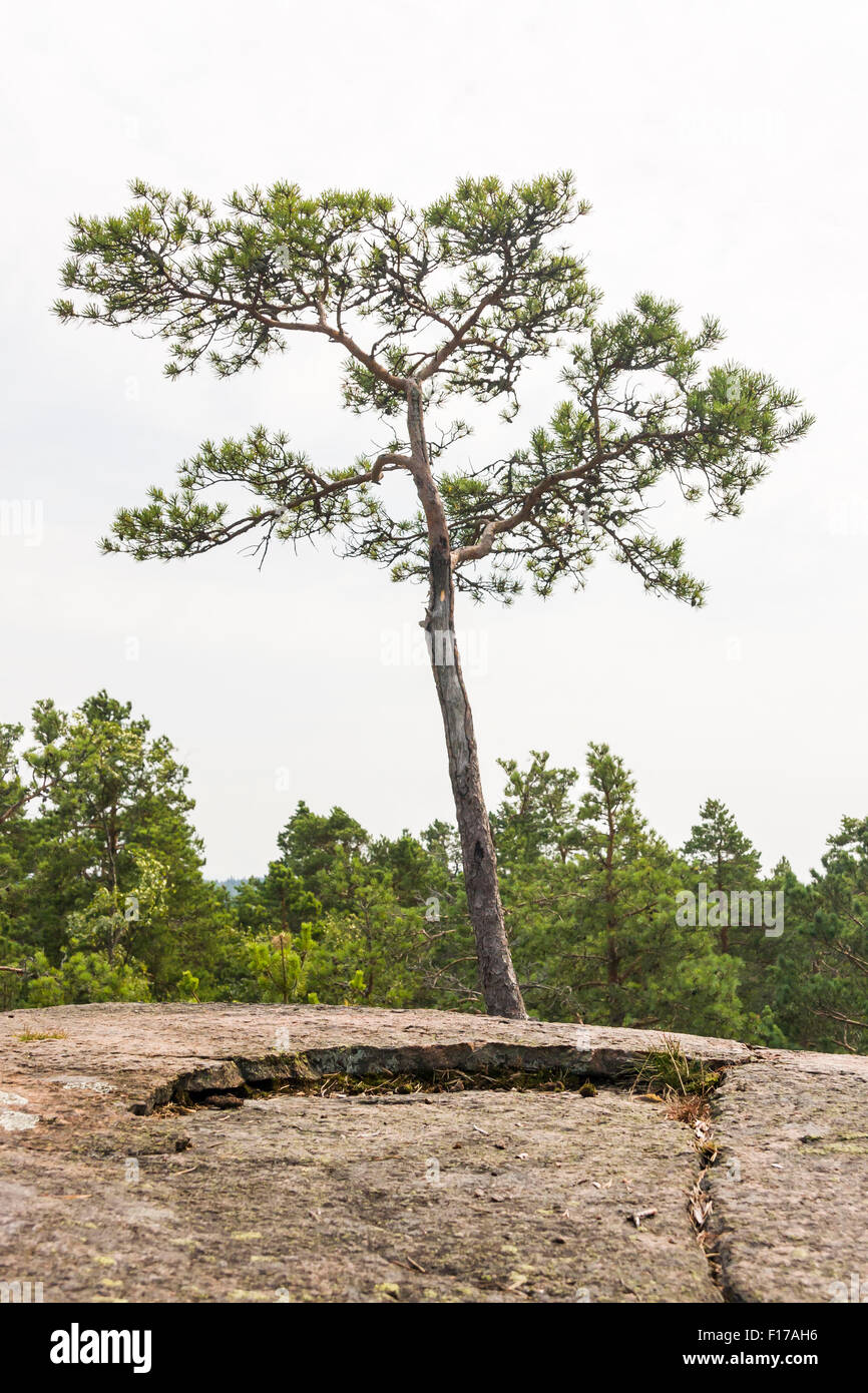 One lone pine tree grow on a cliff in summer Stock Photo