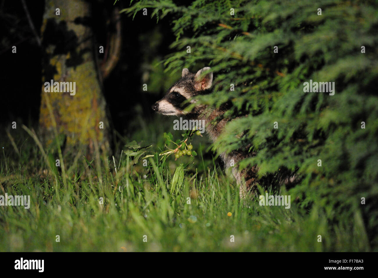 Nightshot of a wild Common Raccoon / Waschbaer ( Procyon lotor ) hides between bushes in a private garden. Stock Photo