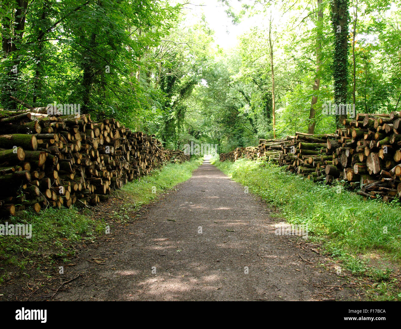 Logs stacked both sides of a woodland track, Savernake Forest, Wiltshire, UK Stock Photo