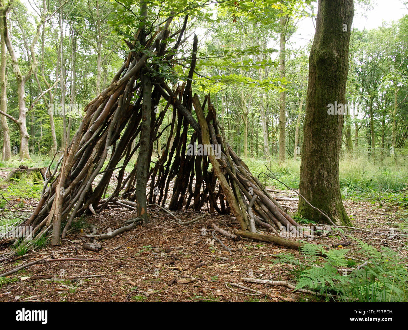 Den in the woods, Savernake Forest, Wiltshire, UK Stock Photo - Alamy