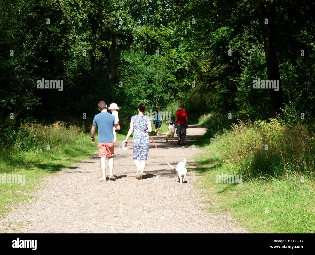 Families walking through the woods, Savernake Forest, Wiltshire, UK Stock Photo