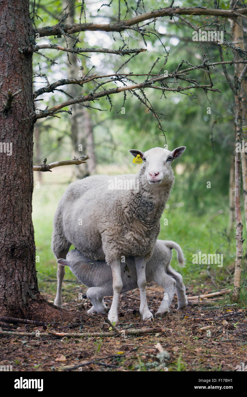 Sucking lamb Stock Photo