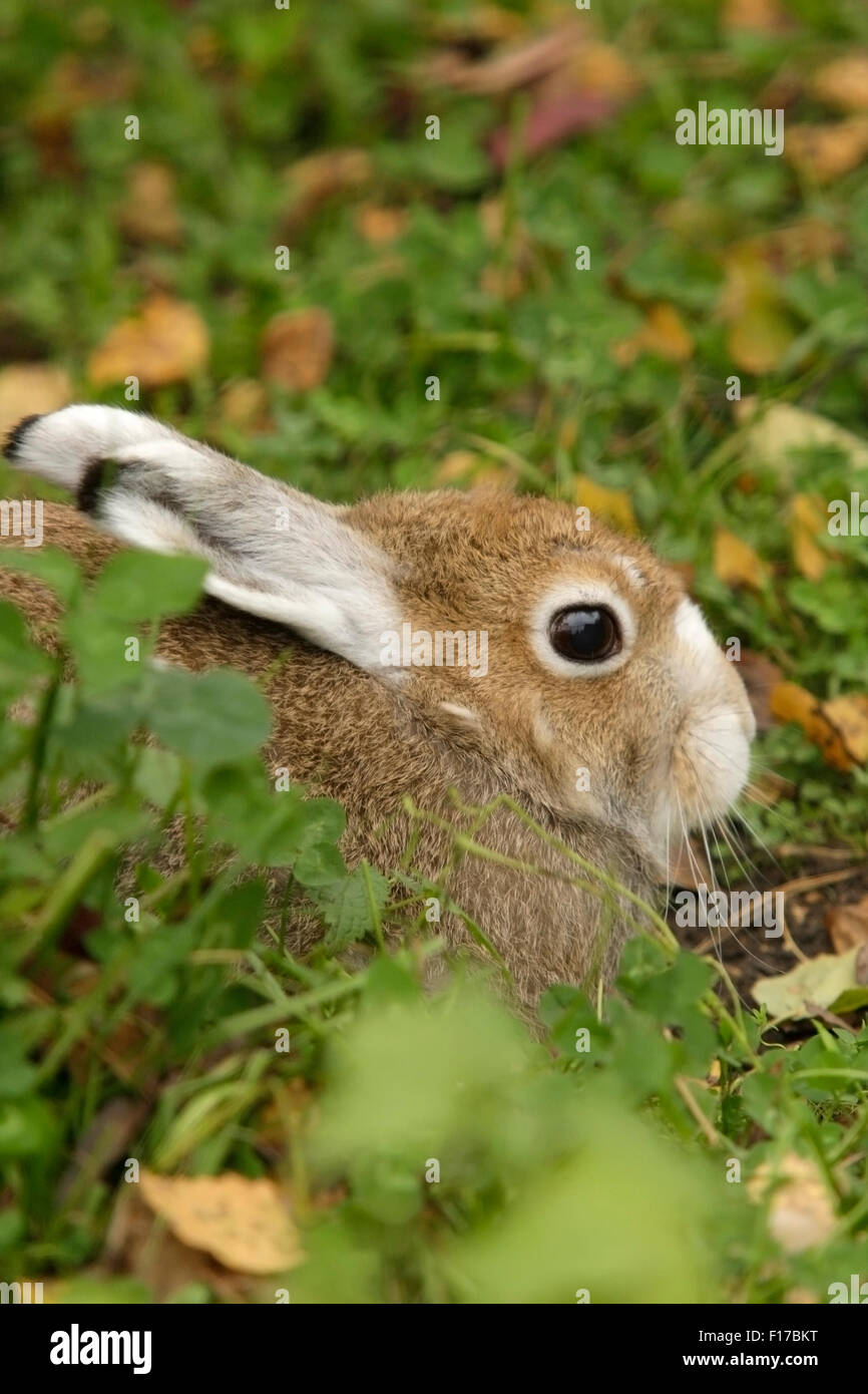 Rabbit sitting on a green grass Stock Photo - Alamy