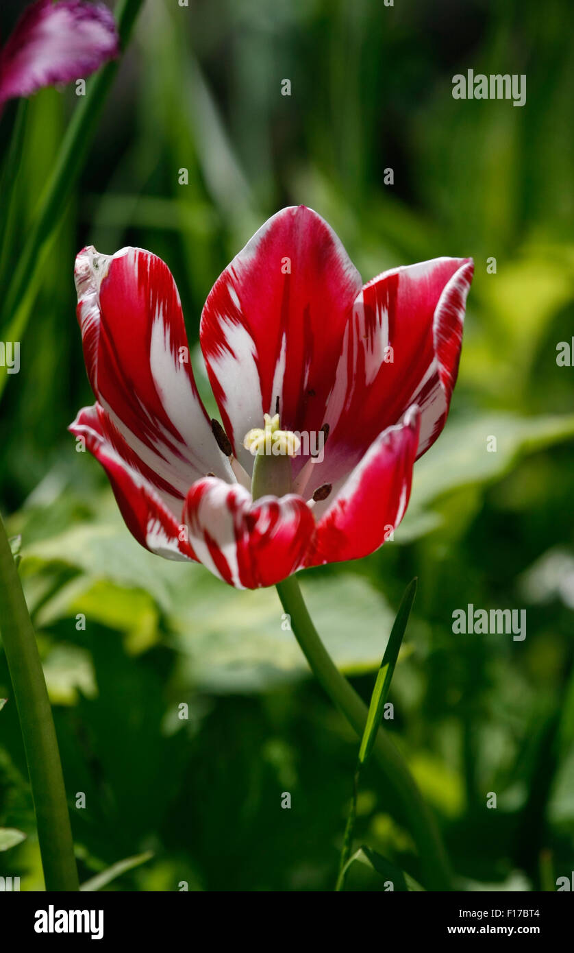 flowers used for weddings Stock Photo Alamy