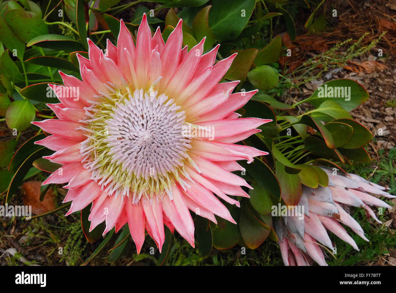 King pink protea flowers (Protea cynaroides). Stock Photo