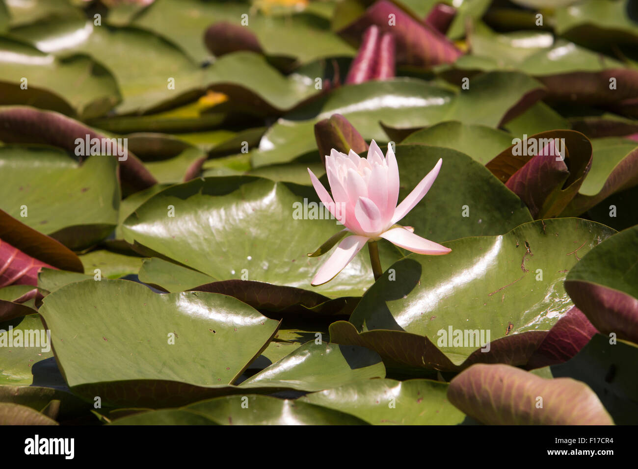 India, Jammu & Kashmir, Srinagar, Dal Lake, Pink lotus flower (Nelumbo nucifera) flowering Stock Photo