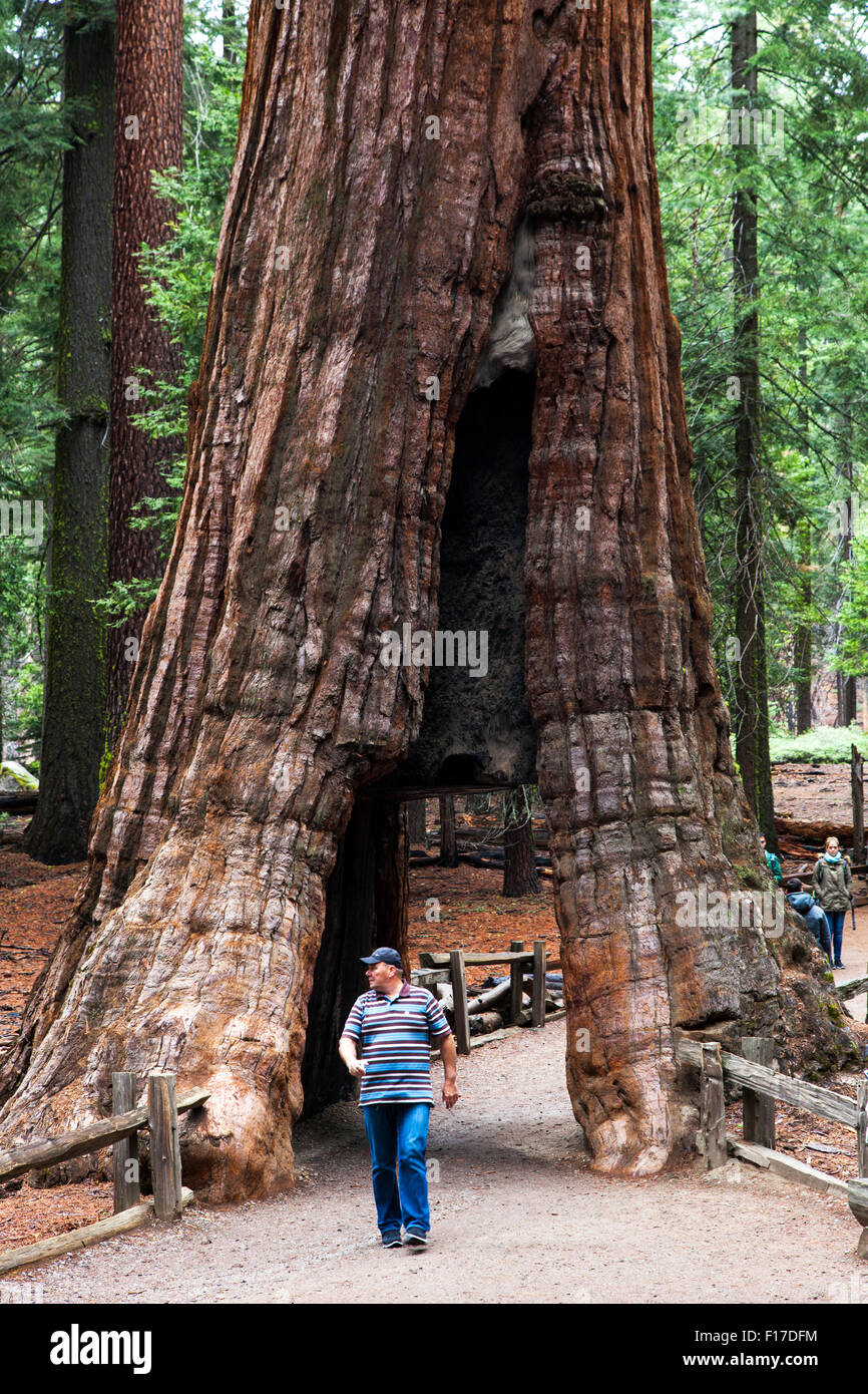 Giant Sequoia in Mariposa Grove, Yosemite National Park, California, USA Stock Photo