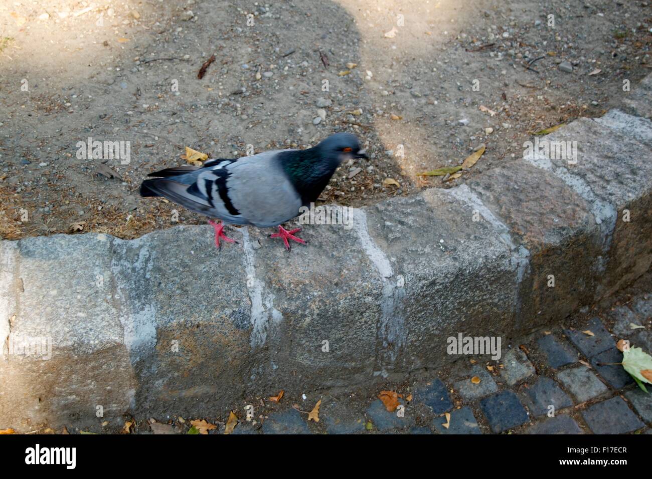 Pigeon street close bird nature feathers flight Stock Photo Alamy