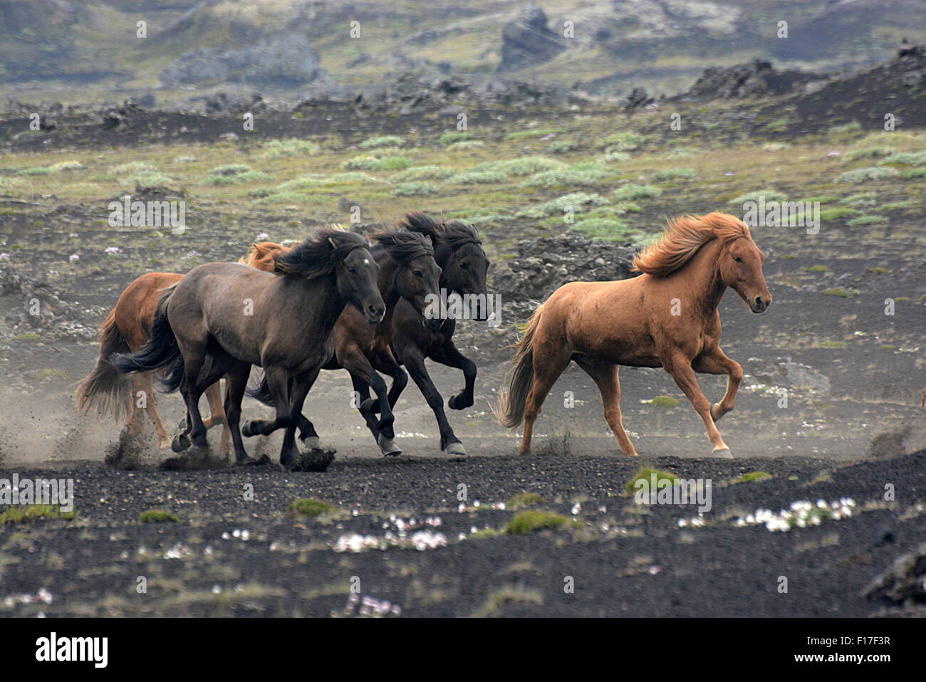 Icelandic horses Iceland collection Stock Photo