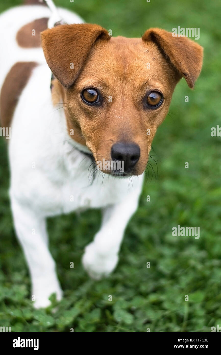Photo of small dog walking on grass Stock Photo