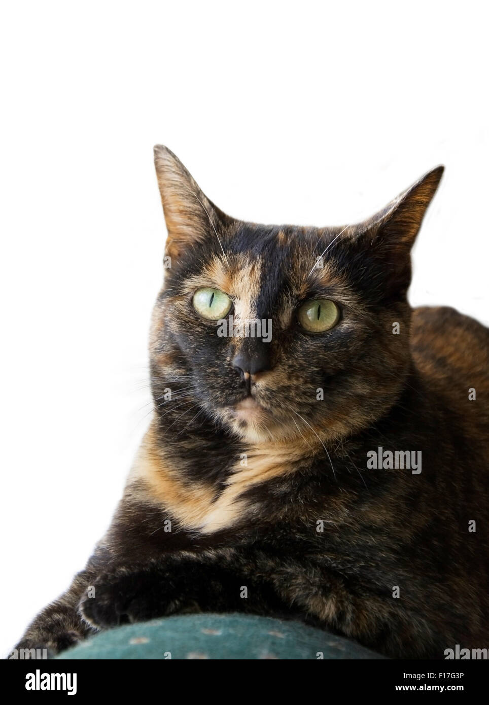 Photo of tortoiseshell cat sitting on couch thiking Stock Photo - Alamy