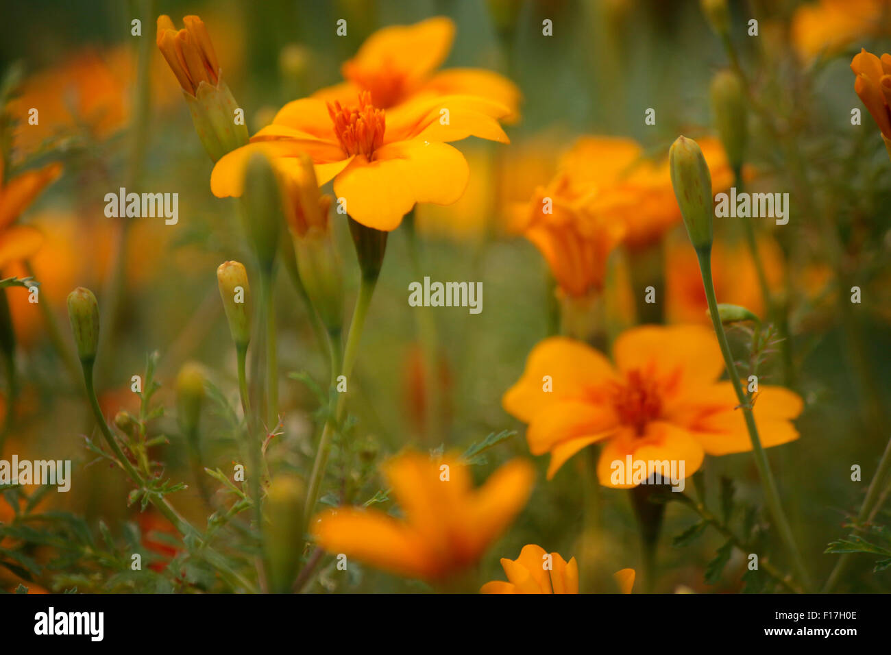 Blumen garten hires stock photography and images Alamy