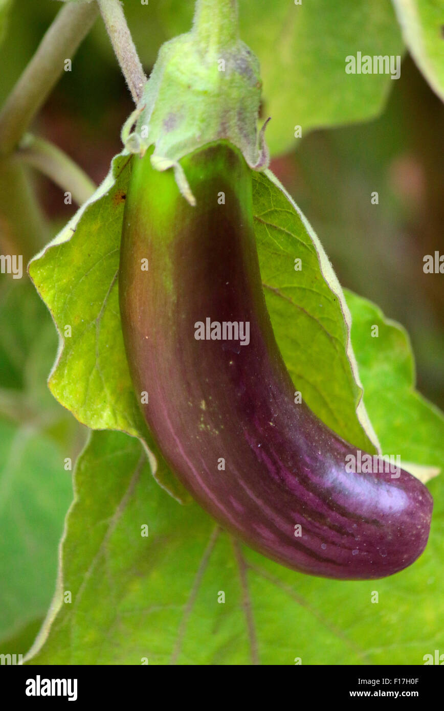 Aubergine fruits hi-res stock photography and images - Alamy