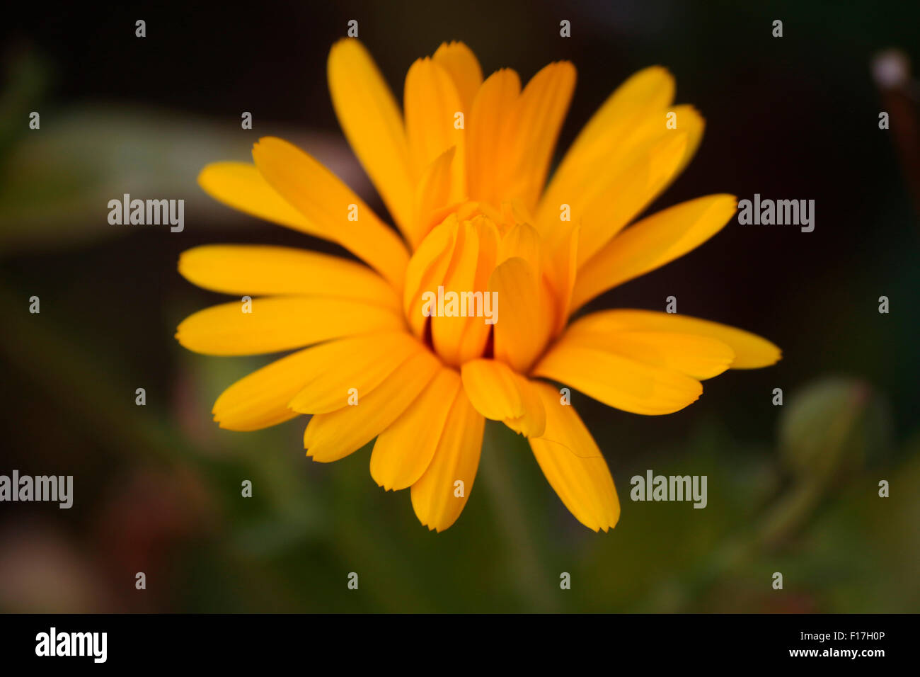Blumen, Garten, Berlin Stock Photo Alamy