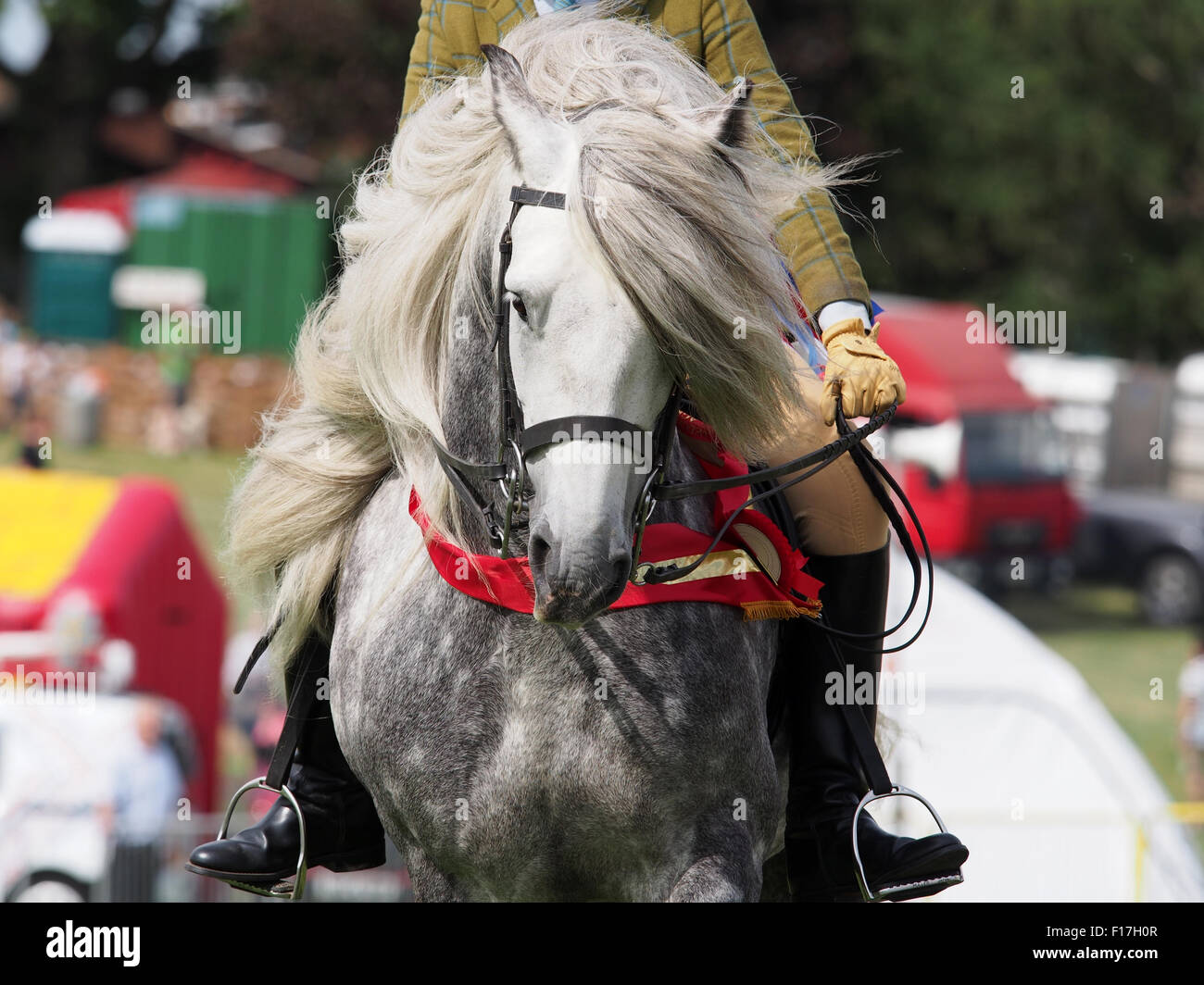 Sedgefield, England - 8th August 2015: Champion Horse at the Sedgefield show Stock Photo