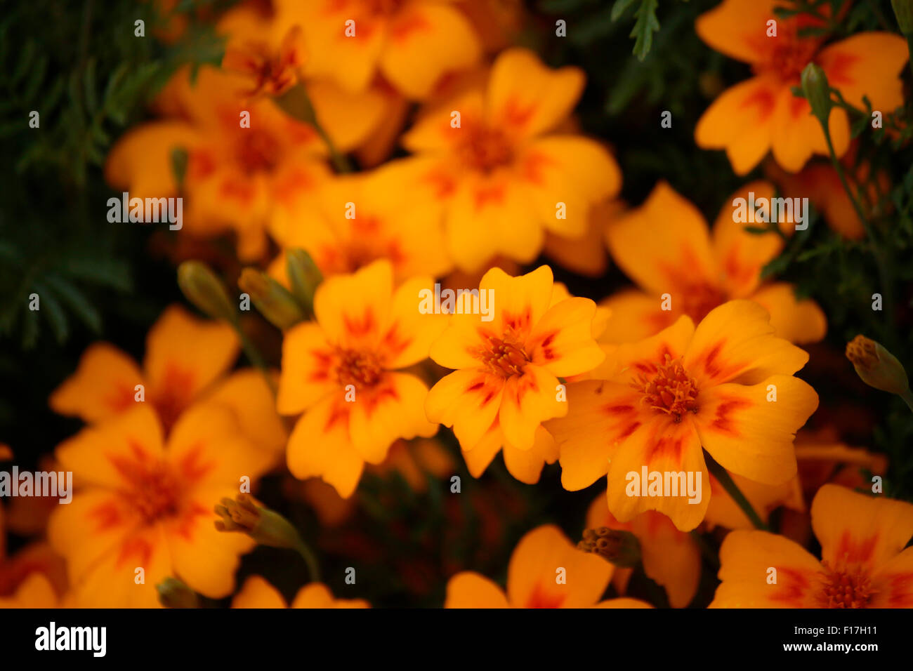 Blumen, Garten, Berlin Stock Photo Alamy