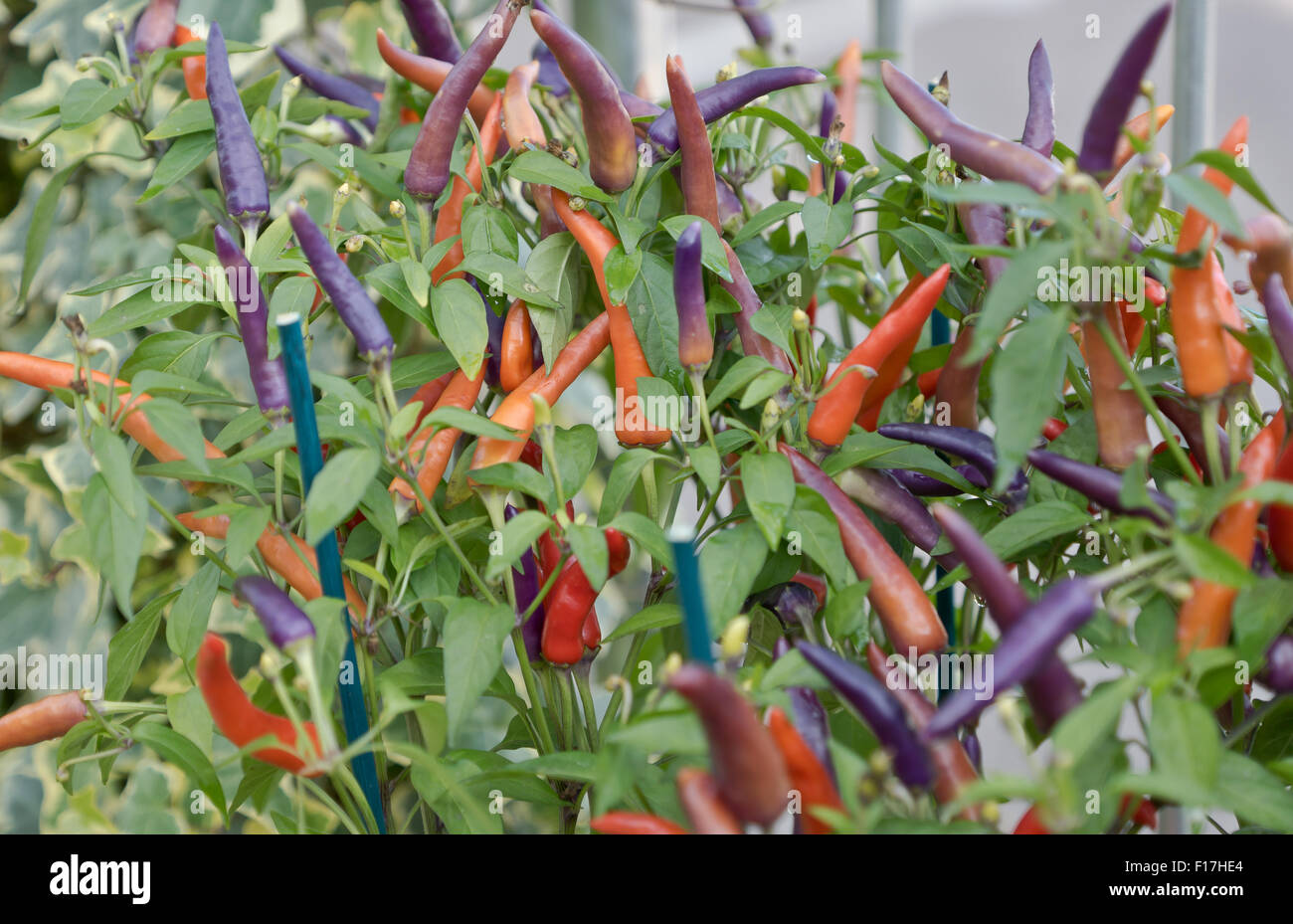 Chilli explosive hi-res stock photography and images - Alamy