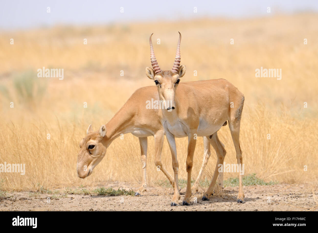 Wild male and female Saiga antelope in Kalmykia steppe Stock Photo