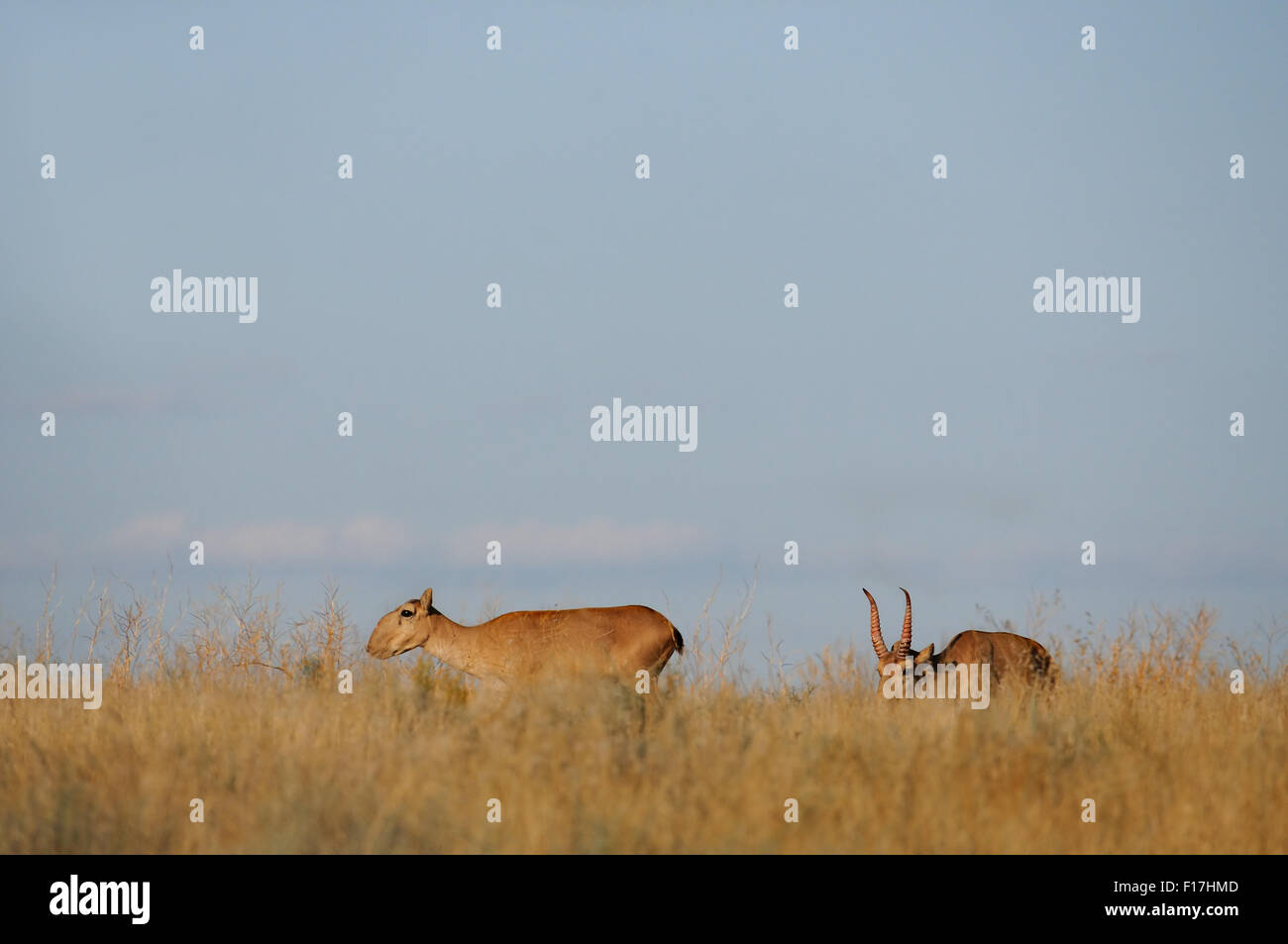 Wild male and female Saiga antelope in Kalmykia steppe Stock Photo