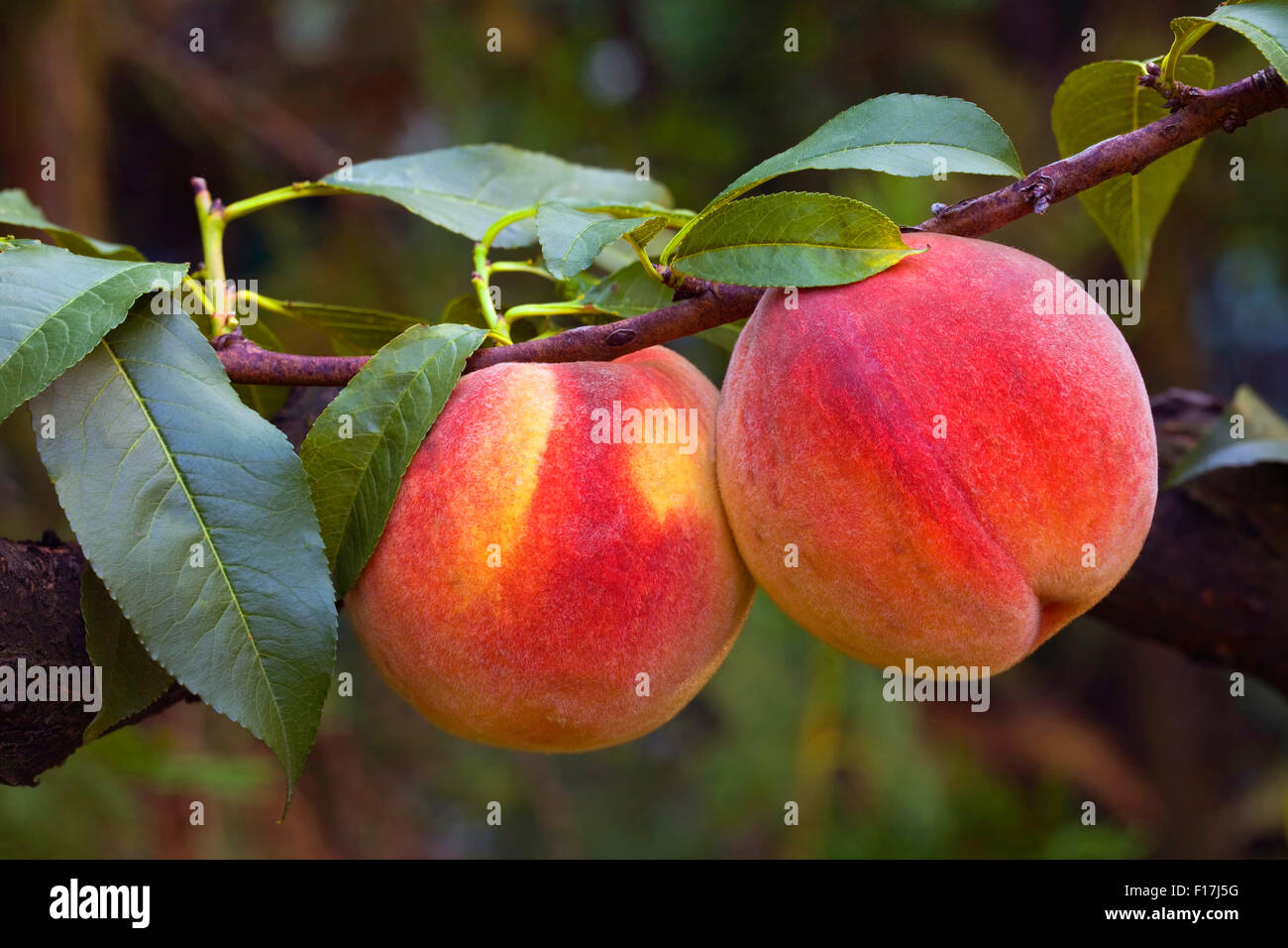 Ripe Peaches on the Branch Stock Photo - Alamy