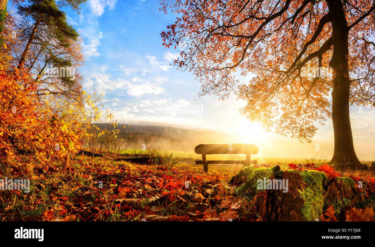 Autumn landscape with the sun warmly illumining a bench under a tree, lots of gold leaves and blue sky Stock Photo