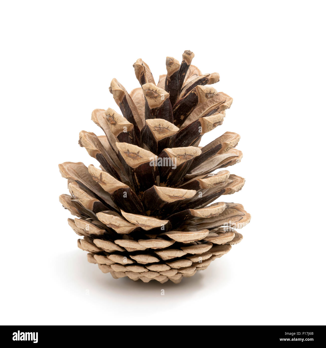 Perfect pine cone studio shot, isolated on white Stock Photo