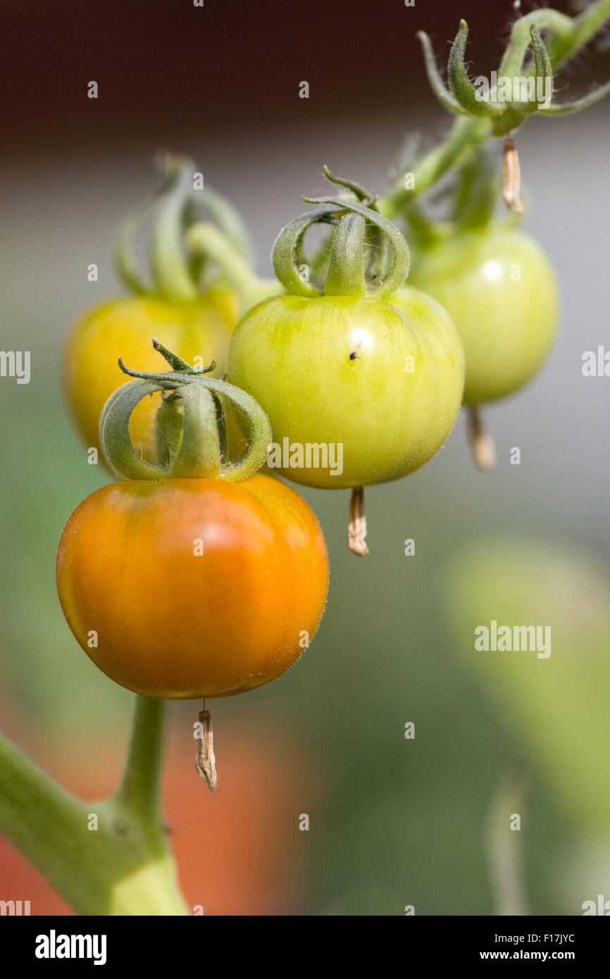 Tomato ripening on the vine Stock Photo Alamy