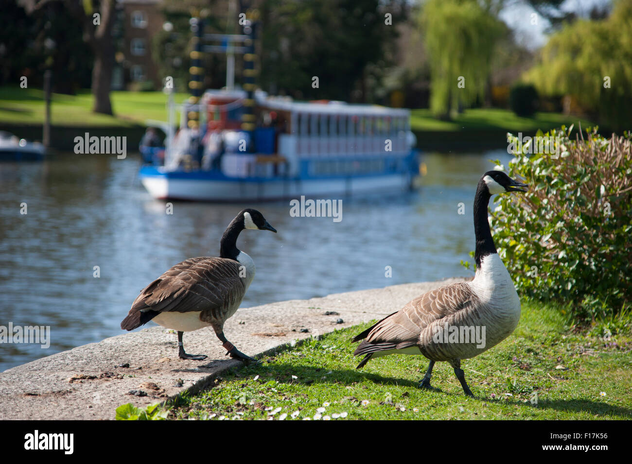 Geese goose canal boat hi res stock photography and images Alamy
