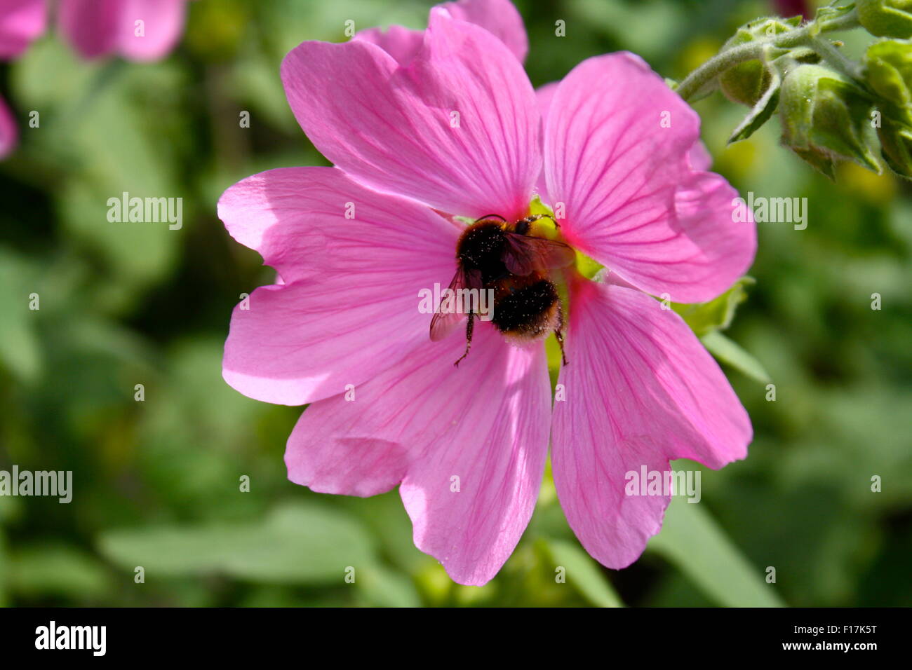 Bumble bee covered in pollen hi-res stock photography and images - Alamy